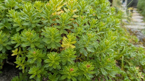Rhodiola ishidae, photograph 1