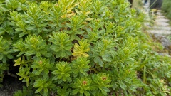 Timur Kalininsky, CC BY, iNaturalist via GBIF Rhodiola ishidae, photograph Timur Kalininsky, CC BY, iNaturalist via GBIF