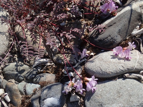 Nutzotin Milkvetch (Astragalus nutzotinensis)