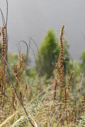 Chinese motherwort (Leonurus tataricus)