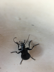 Carabus