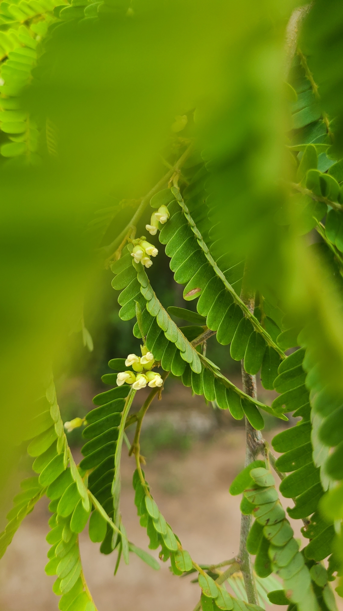 Libidibia coriaria (Libidibia coriaria)