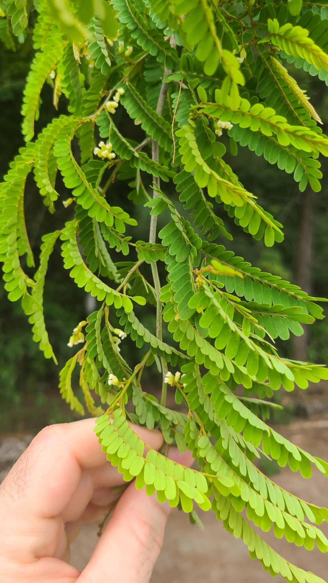 Libidibia coriaria — ảnh 2