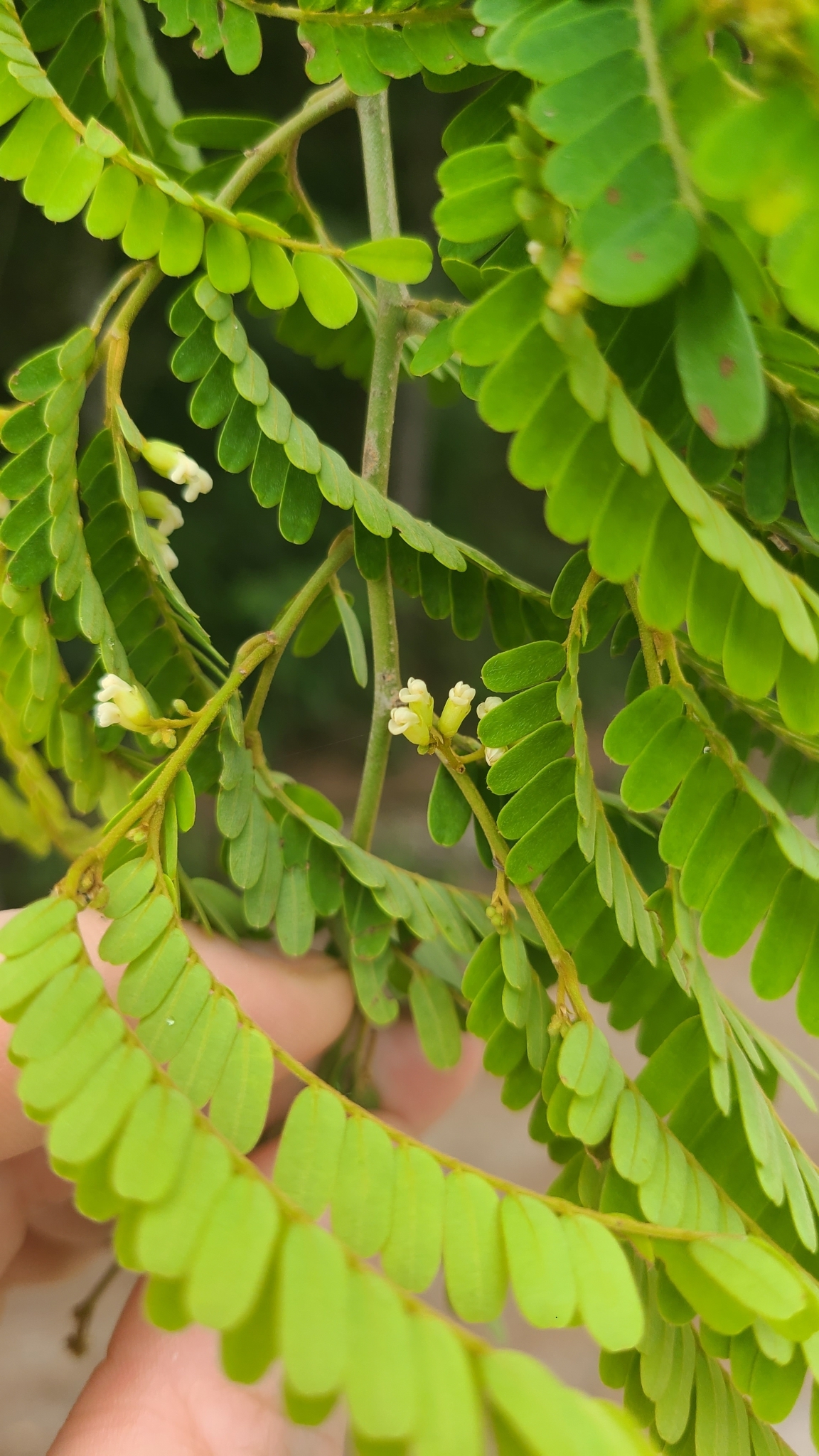 Libidibia coriaria — ảnh 3