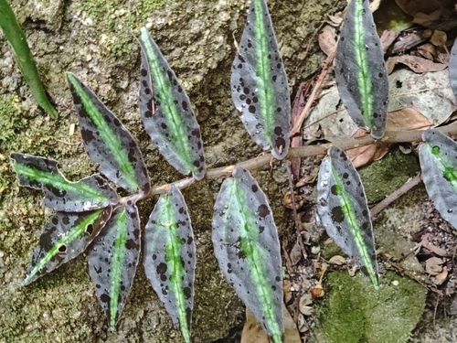 Procris repens, photograph 6