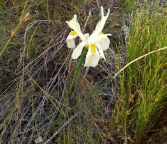 Moraea angusta