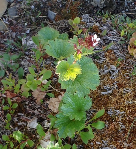 Richardson's brookfoam (Boykinia richardsonii)