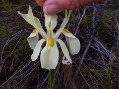 Moraea angusta