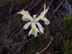 Moraea angusta