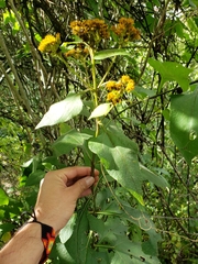Verbesina montanoifolia