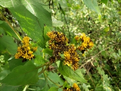 Verbesina montanoifolia