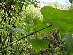 Verbesina montanoifolia