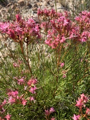 Serruria meisneriana