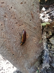 Semiotus luteipennis