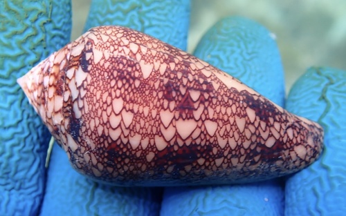 Conus dalli observed 2025-07-29