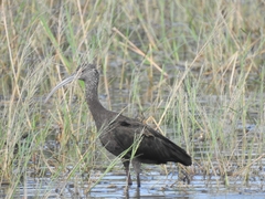 Plegadis chihi