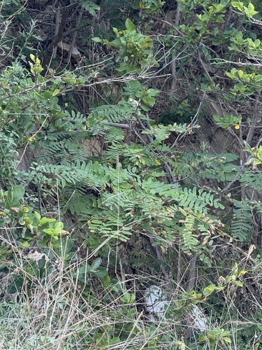 Kalkora Mimosa (Albizia kalkora)