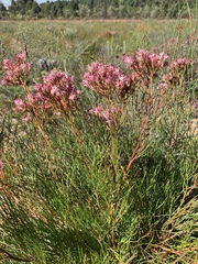 Serruria meisneriana