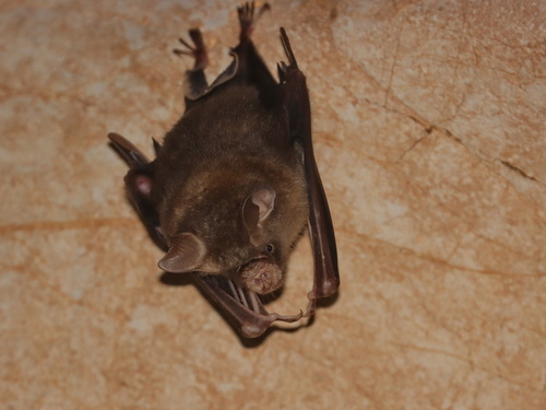 Shield-faced Leaf-nosed Bat