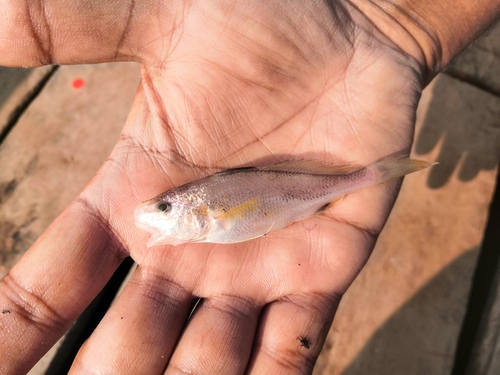 Coitor croaker (Johnius coitor) — Sciaenidae — 5