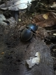 Apterodorcus bacchus