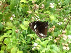 Euploea lewinii