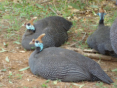 Helmeted Guineafowl photo 5