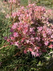 Serruria meisneriana