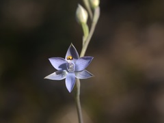 Thelymitra peniculata