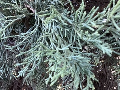 Juniperus virginiana