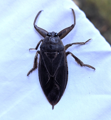 Giant water bug