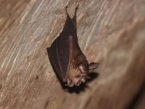 Malayan Horseshoe Bat