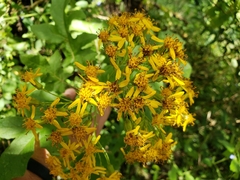 Roldana heracleifolia