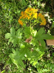 Roldana heracleifolia