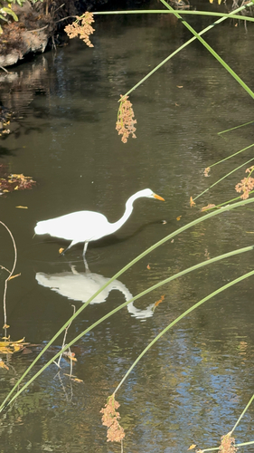 iNaturalist observation photo of Great Egret