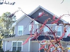 Phytolacca americana
