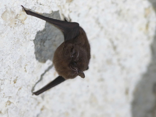 Lesser Sheath-tailed Bat