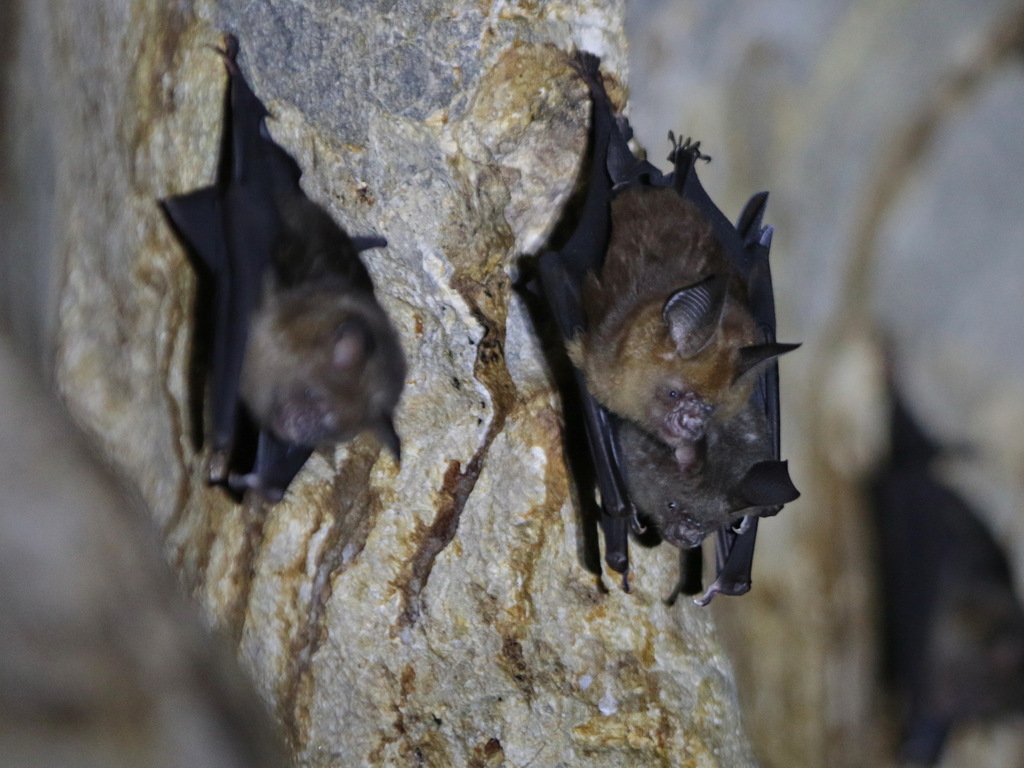 Pendlebury's Leaf-nosed Bat