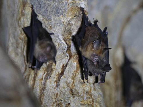 Pendlebury's Leaf-nosed Bat