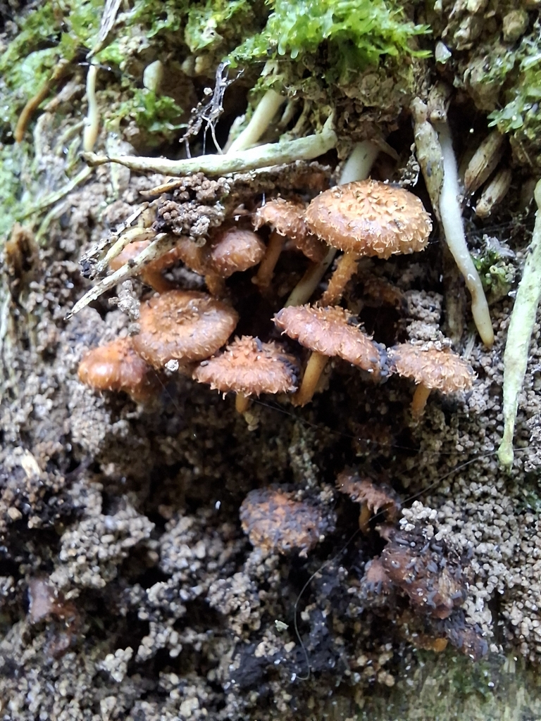 Pholiota subflammans · July 2025 · photo: © dannali (iNaturalist, cc0)