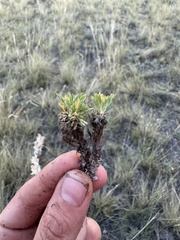 Chamaerhodos altaica, photograph (c) Jesenia K., some rights reserved (CC BY)