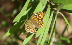 Pararge aegeria aegeria