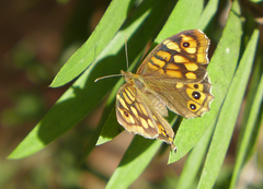 Pararge aegeria aegeria