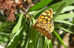 Pararge aegeria aegeria