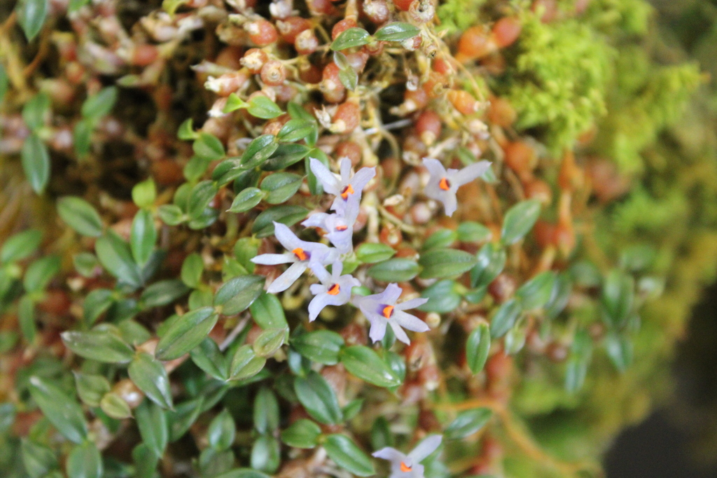 Dendrobium parvulum Rolfe