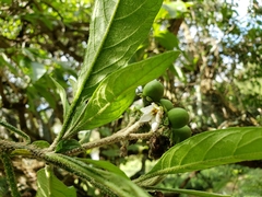 Solanum umbellatum