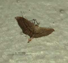 Scopula subobliquata
