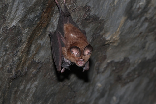Bicolored Leaf-nosed Bat