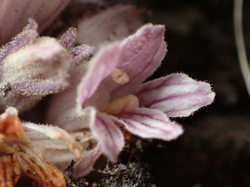 Robbins's broomrape (Aphyllon robbinsii)