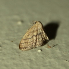 Scopula subobliquata